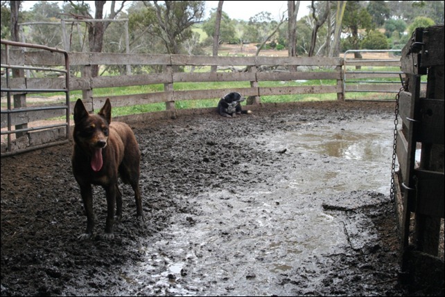 dogs force_thumb[1]