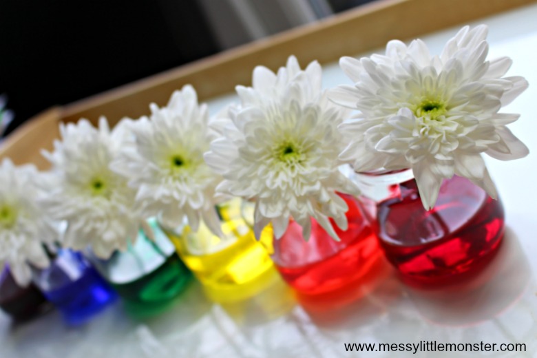 Colour Changing Flowers Science Experiment for preschoolers