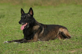 Anjing Belgian Malinois Dewasa