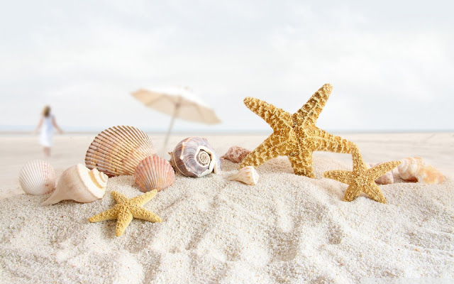 seashells, starfish, wallpaper