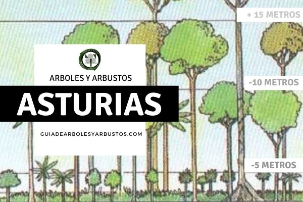 Arboles y arbustos de la provincia de Asturias, España, por estratos