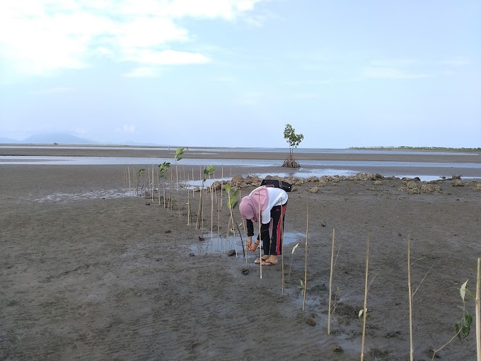 Rehabilitasi Mangrove dan Pola Zonasinya