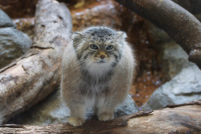  Felis Manul, el antepasado del gato doméstico