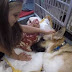 Cachorro se torna herói ao salvar menina de picada cascavel