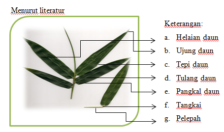 Maulidious Blog Daun  tunggal dan bagian bagiannya