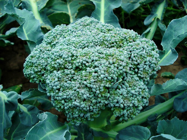 Broccoli Wallpapers