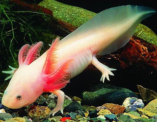 Axolotl