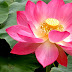 Lotus  HD  Wallpapers