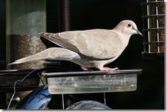 Collared Dove
