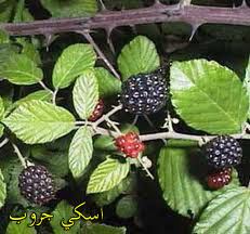 ورق التوت بديل الانسولين Mulberry paper is an alternative to insulin