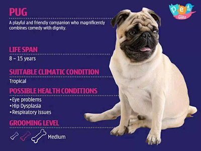 Info About Dogs for Dog Lovers