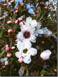 P1040020