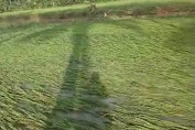 312,83 Hektare Sawah di Tujuh Kecamatan Sinjai Terendam Banjir