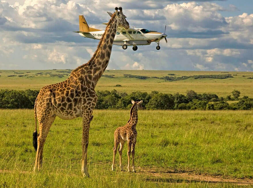 14 Entries To The 2017 Comedy Wildlife Photography Awards That Will Make You Laugh Your Heart Out - Outsourcing Seatbelt Checks, Masai Mara, Kenya By Graeme Guy