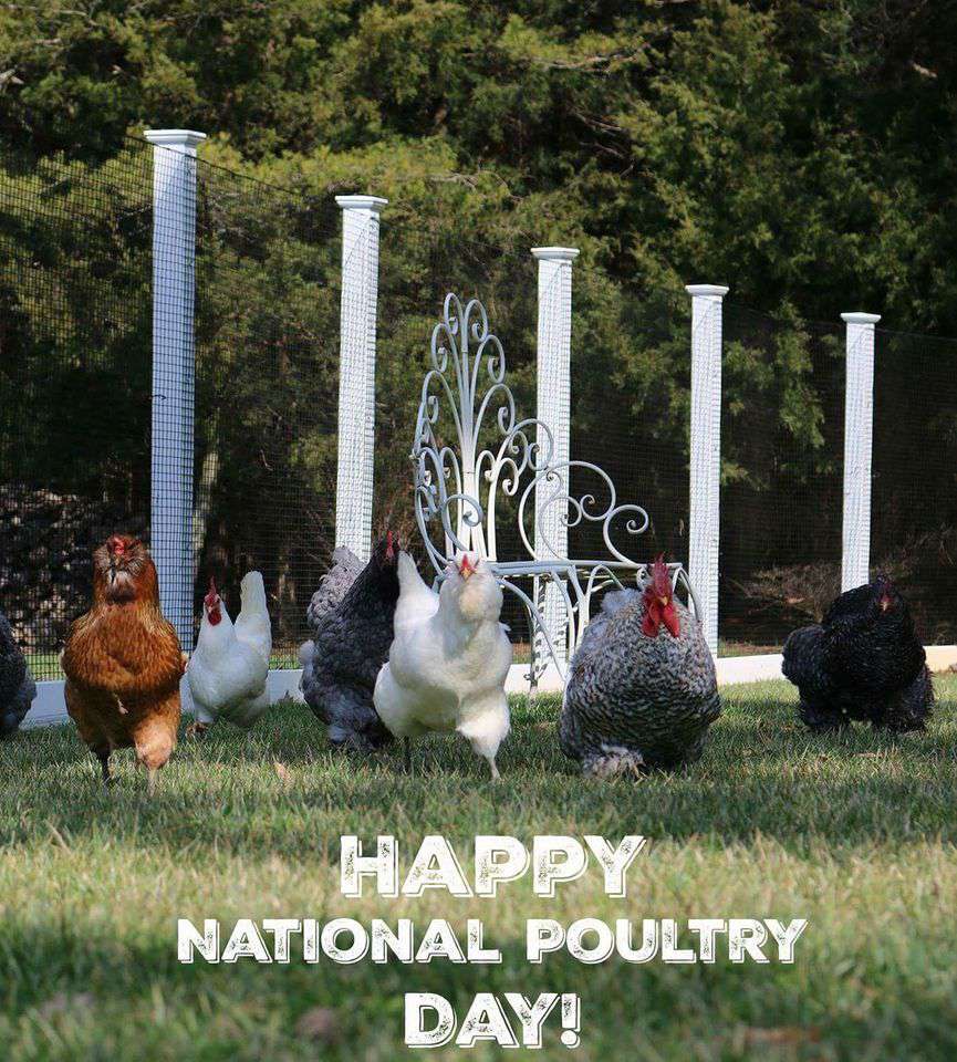 National Poultry Day Wishes Images download