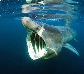 basking+shark