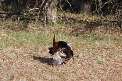 tom turkey mating display, late April