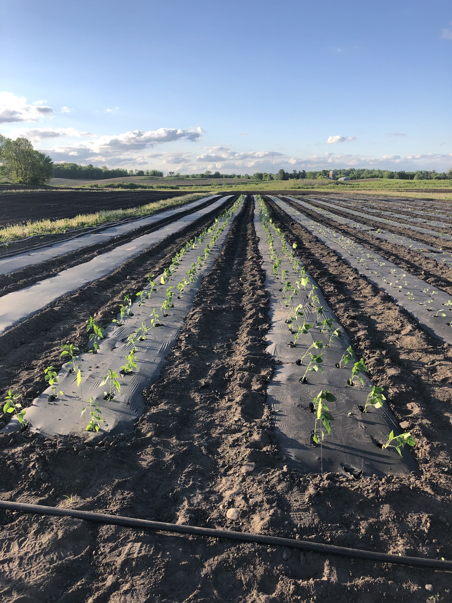 Image of Black plastic mulch for grass seed