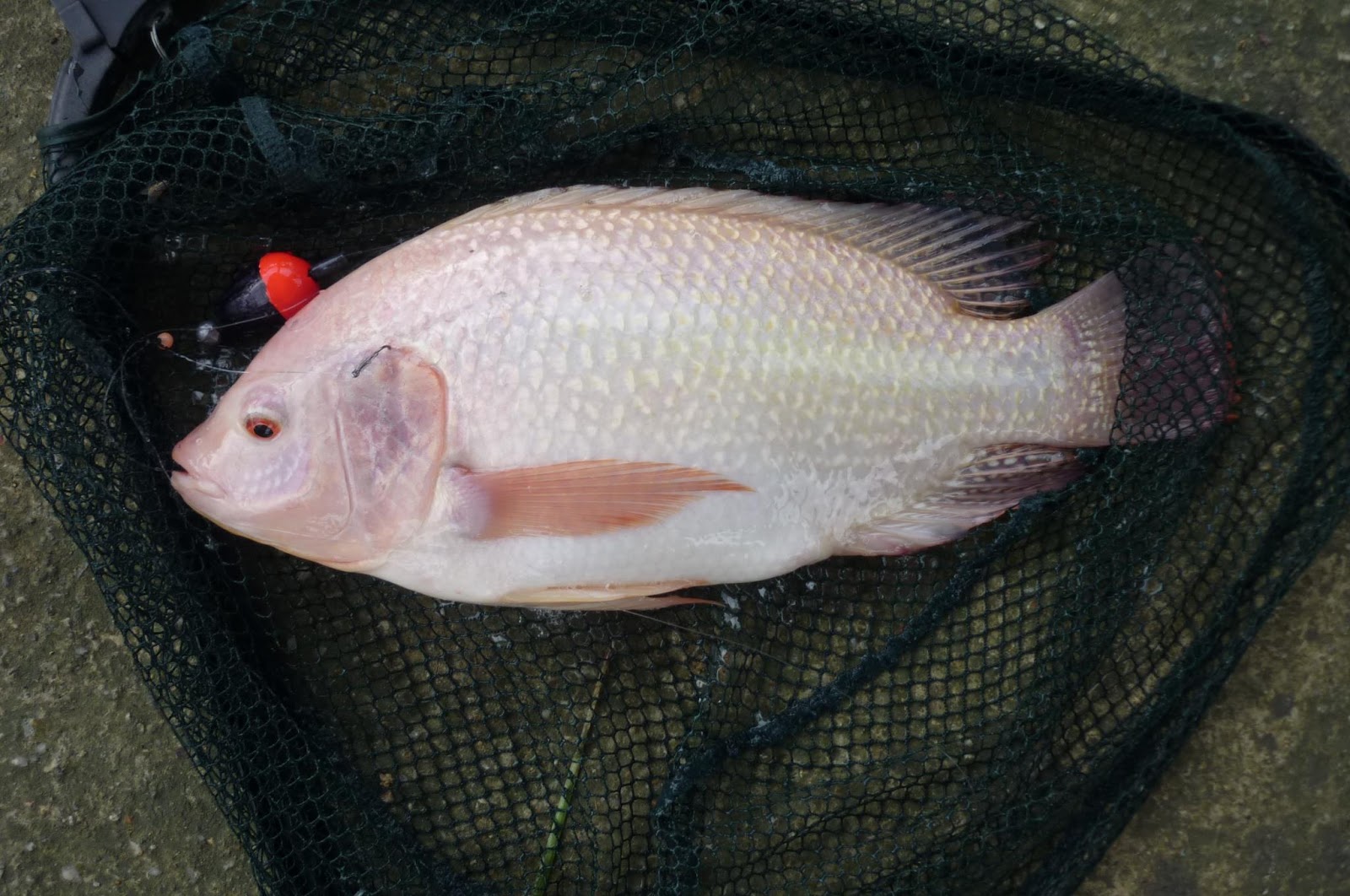 THE ANGLERS: Tilapia Fishing - Part 1