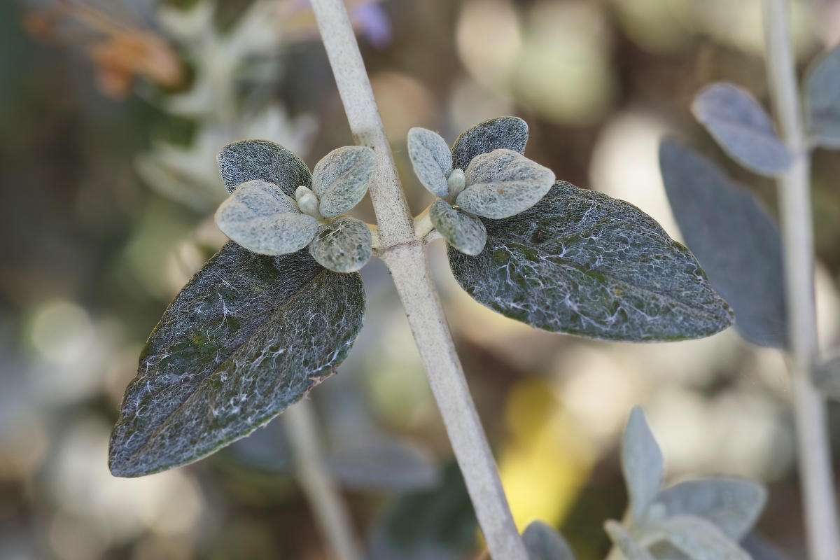 Teucrium fruticans