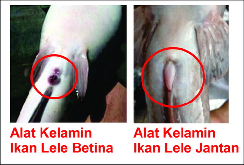  Budidaya ikan lele masih mempunyai peluang pasar yang terbuka lebar Cara Membedakan Ciri - Ciri Lele Jantan & Betina