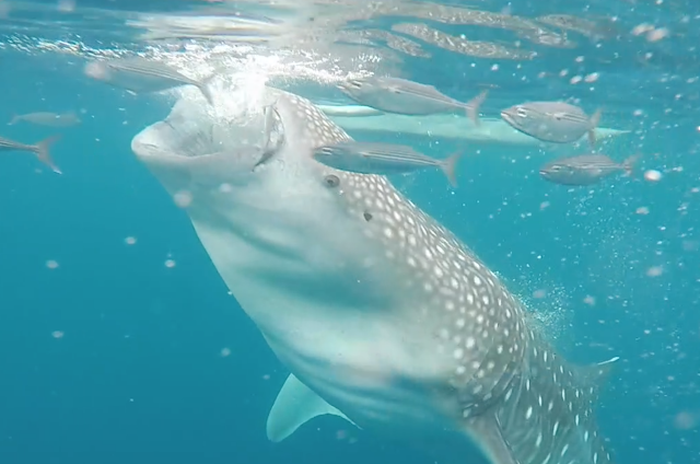 whale sharks oslob cenu philippines