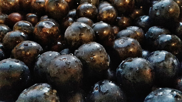 Project 365 2015 day 257 - Sloes // 76sunflowers