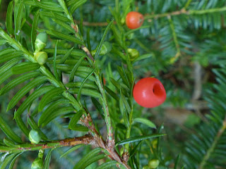 If du Canada - Taxus canadensis