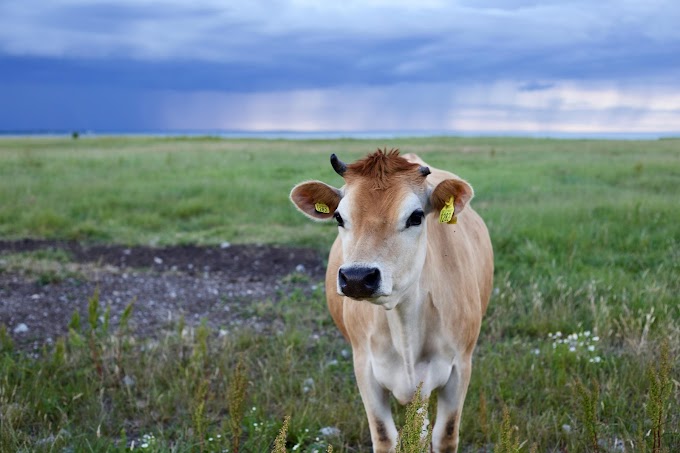 All About Cows: Facts, Breeds, and Behavior | Tg Animals