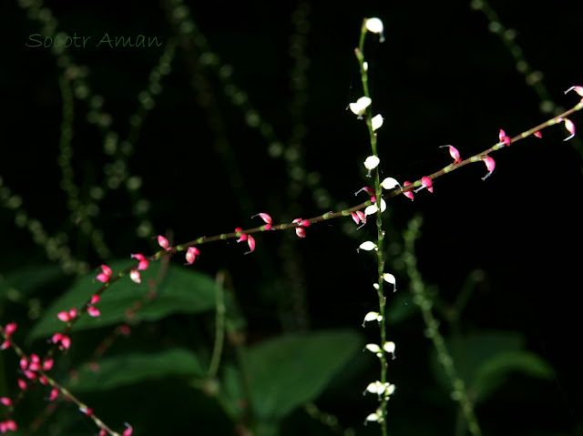 Persicaria filiformis