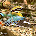 Indian Pitta (Sunbath)