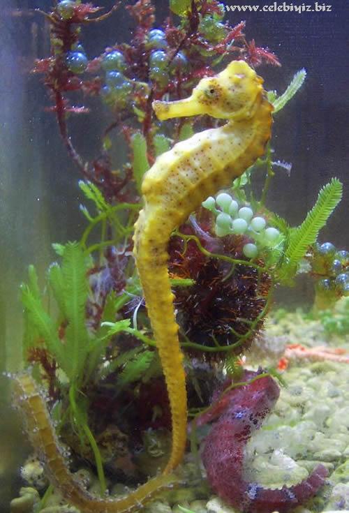 SEA HORSE