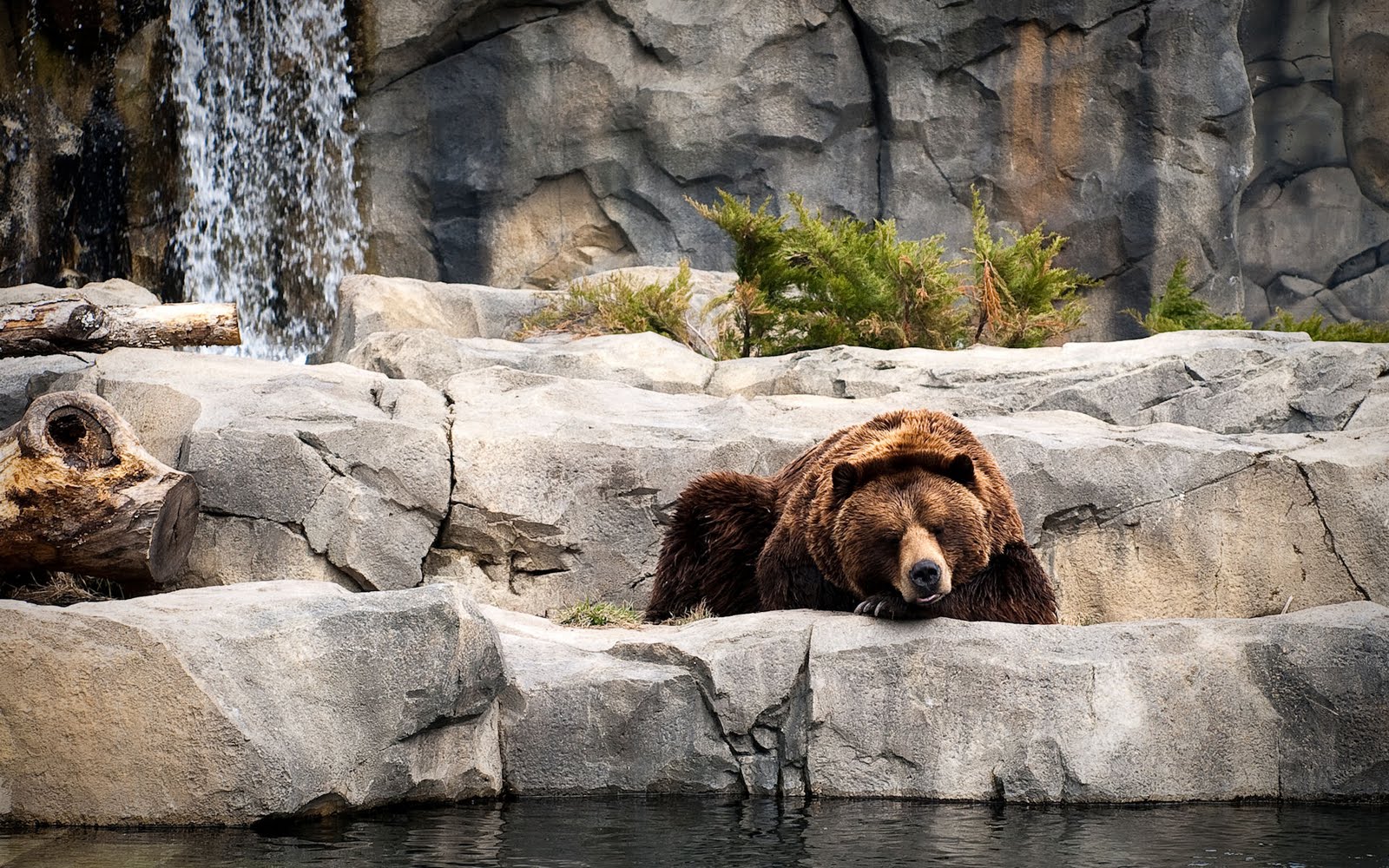 Oso durmiendo sobre las piedras (1920x1200px)