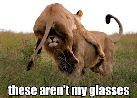 30 Funny animal captions - part 18 (30 pics), funny lion meme, these aren't my glasses meme