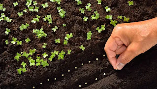 Trucos de jardinería: Cómo propagar plantas con semillas