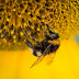 Em busca do néctar: da polinização a produção do mel