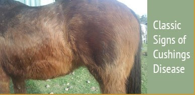 Cushing Disease In Horses Pictures7