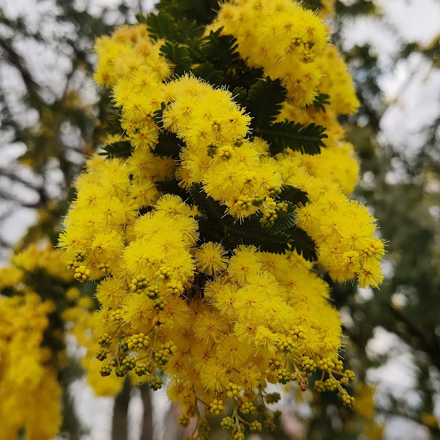 ミモザの花の写真