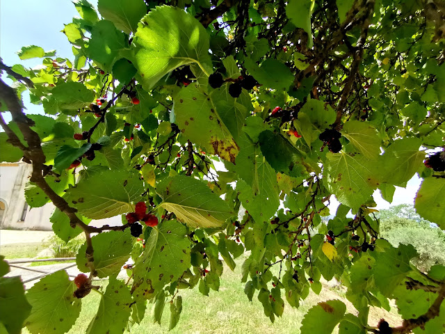 Il gelso e la metamorfosi di Tisbe e Piramo, olivi, monastero di santa Maria degli Antropici, Nocara, Canna, confine jonico tra Basilicata e Calabria