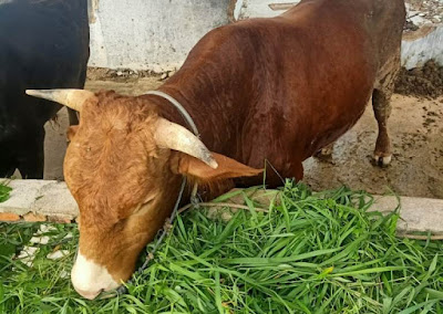 Hari Raya Idul Adha 2021, Dalam Masa Pandemi Covid-19 di Batam
