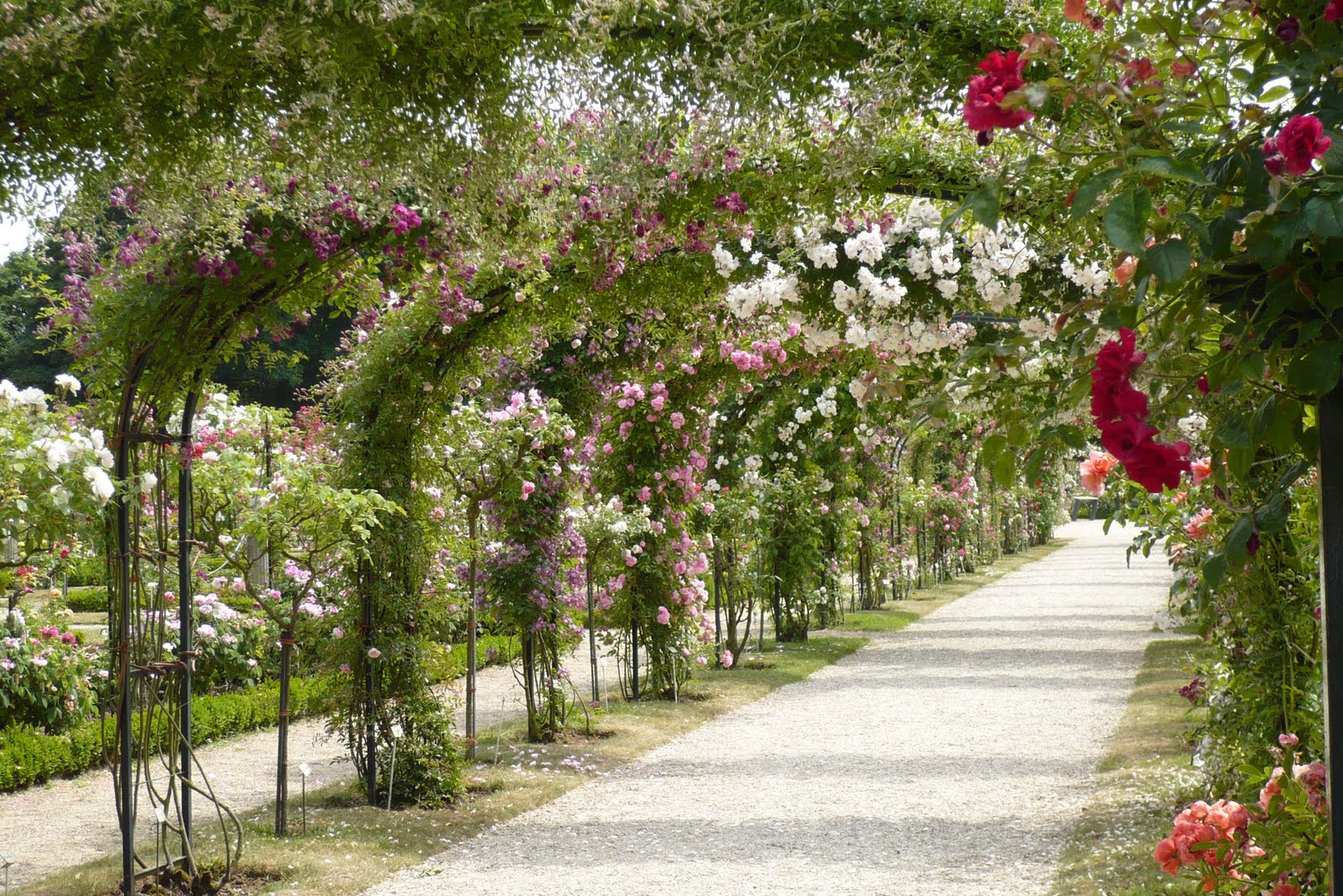 Le Jardin de Pacalou: Un jardin de roses. - P1010097