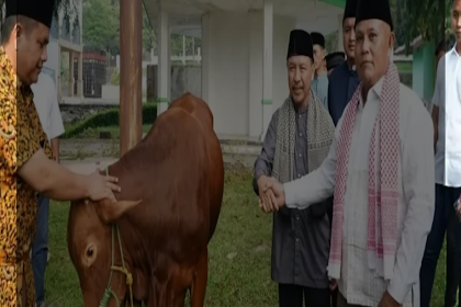 Menggelora! 41 Ekor Sapi Kurban Disalurkan PemKab Lampung Selatan