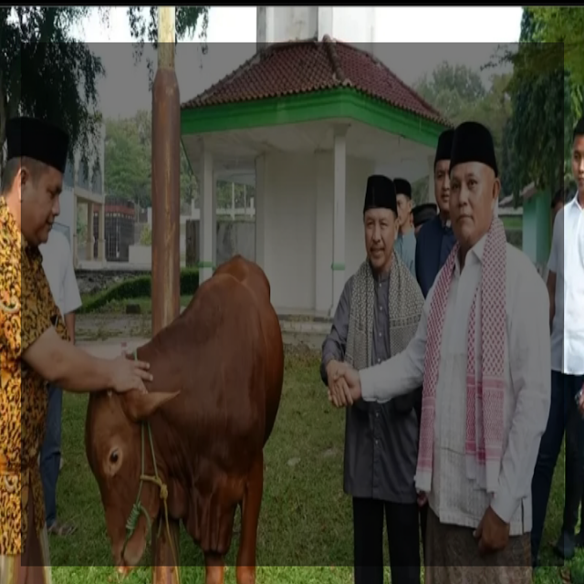 41 Ekor Sapi Kurban Disalurkan Pemerintah Lampung Selatan