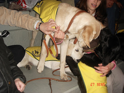 etnia con otros cachorros de perro guía