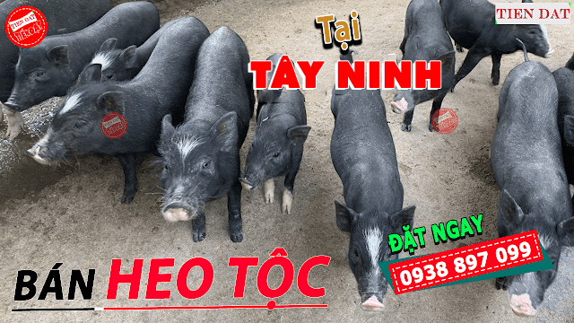 Địa chỉ bán heo tộc, heo đen, heo đồng bào, heo mọi tại Tây Ninh Giá rẻ