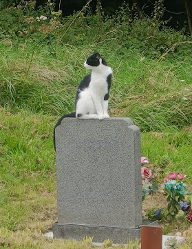 The black and white cat on top of a grave