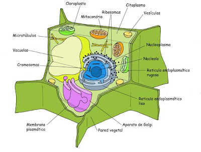 celula vegetal e animal. +animal+e+celula+vegetal