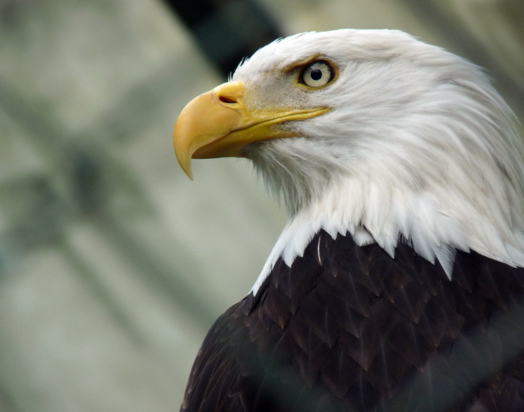 Proclaim Liberty Through All The Land