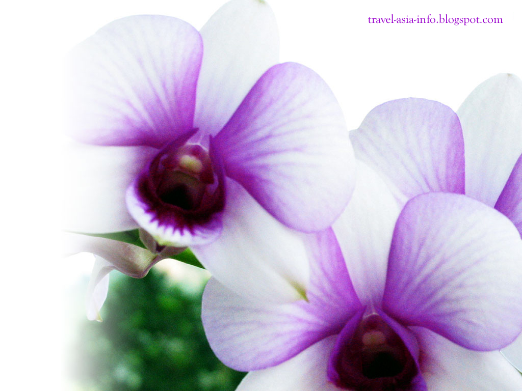 https://blogger.googleusercontent.com/img/b/R29vZ2xl/AVvXsEjie4Md_rKvotkhr7V7ndDzfGyzLbhQ2FehrclaCVhc5G5rn8AdqWFG6ejliXfZlNSlFIekXYPH62P6CWpKO0phmT7I4lODVvXsbNCXHSivKbSYMnQJbN6tr_v7LCel0uVR9sysci0yLp64/s1600/desktop-wallpaper-orchid.jpg