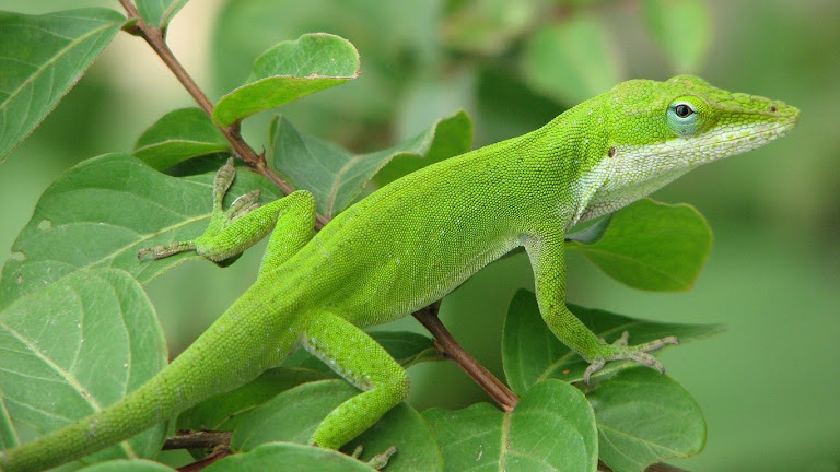 Lizard HD Wallpaper 10